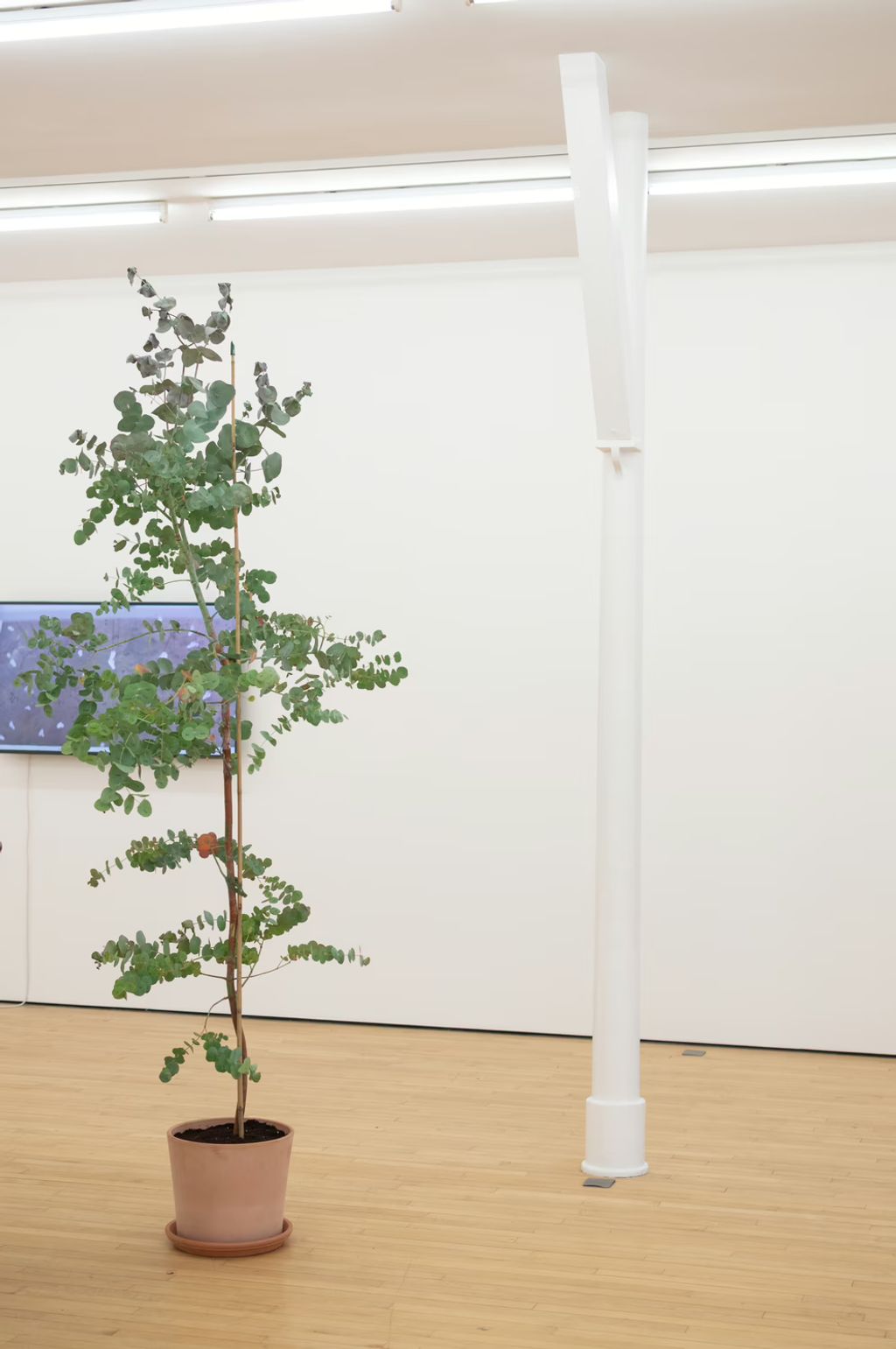 Description not provided